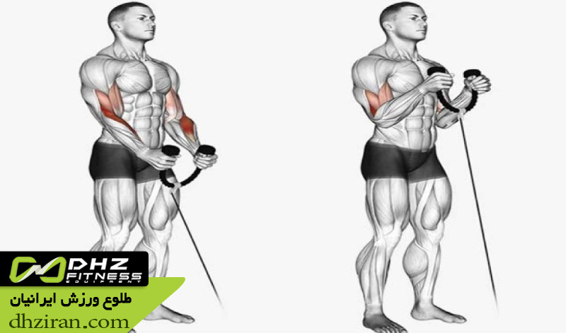 جلو بازو چکشی با سیم کش (Cable Hammer Curl): 